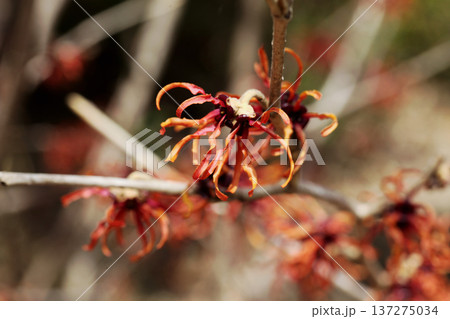 マンサクの花 137275034