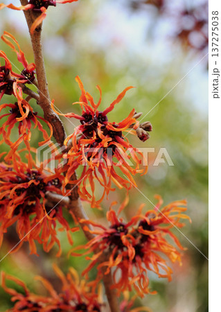 マンサクの花 137275038