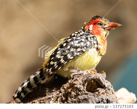 Red and yellow Barbet sitting on branch Red and yellow Barbet sitting on branch 137275105
