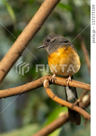 White-rumped shama rainforest portrait photography close up 137275109