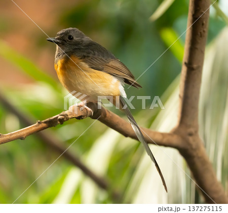 White-rumped shama thrush sitting on branch 137275115