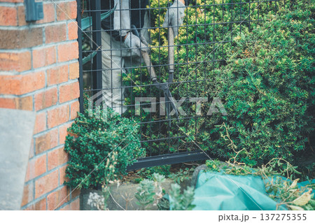 Japanese Gardener Japanese Gardener 137275355