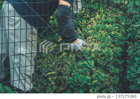 Japanese Gardener Japanese Gardener 137275360