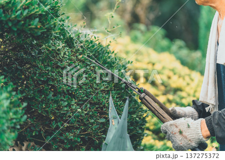 Japanese Gardener 137275372