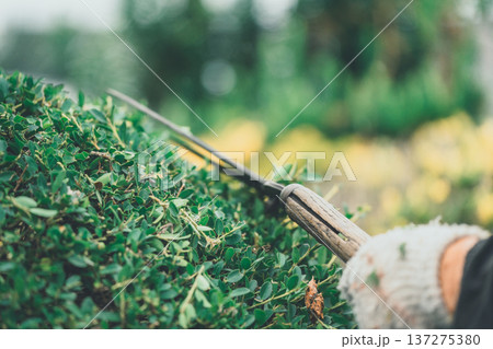 Japanese Gardener 137275380