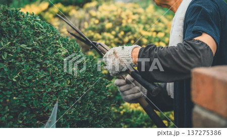 Japanese Gardener 137275386