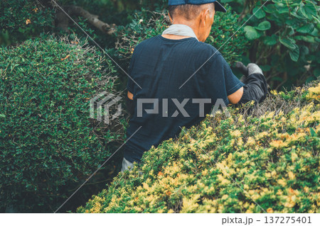 Japanese Gardener Japanese Gardener 137275401