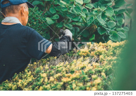 Japanese Gardener 137275403