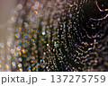 虹色に輝く蜘蛛の巣の美しさ 137275759