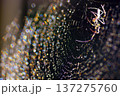 虹色に輝く蜘蛛の巣の美しさ 137275760