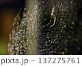 虹色に輝く蜘蛛の巣の美しさ 137275761