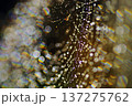虹色に輝く蜘蛛の巣の美しさ 137275762