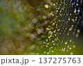 虹色に輝く蜘蛛の巣の美しさ 137275763