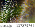 虹色に輝く蜘蛛の巣の美しさ 137275764