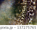 虹色に輝く蜘蛛の巣の美しさ 137275765