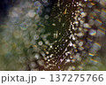虹色に輝く蜘蛛の巣の美しさ 137275766