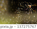 虹色に輝く蜘蛛の巣の美しさ 137275767