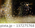 虹色に輝く蜘蛛の巣の美しさ 137275768