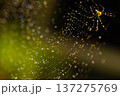 虹色に輝く蜘蛛の巣の美しさ 137275769