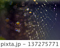 虹色に輝く蜘蛛の巣の美しさ 137275771