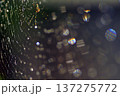 虹色に輝く蜘蛛の巣の美しさ 137275772