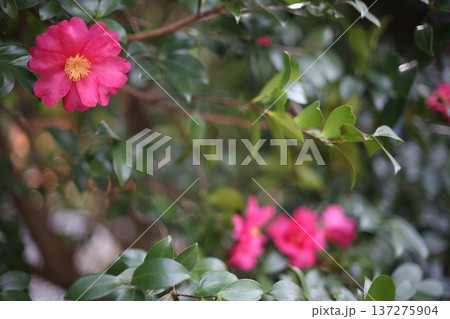 山茶花 137275904
