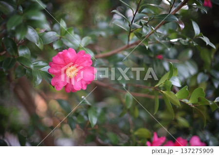 山茶花 山茶花 137275909