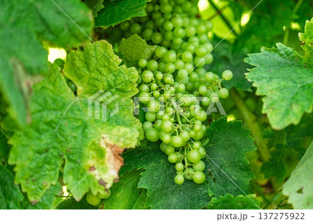 Unripe Green Grapes on the Vine in a Vineyard, Ready for Wine Production, Summer Time Unripe Green Grapes on the Vine in a Vineyard, Ready for Wine Production, Summer Time 137275922
