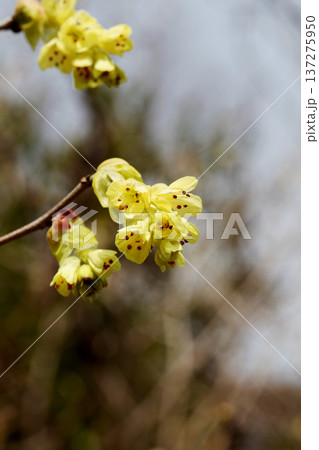 トサミズキの花 トサミズキの花 137275950