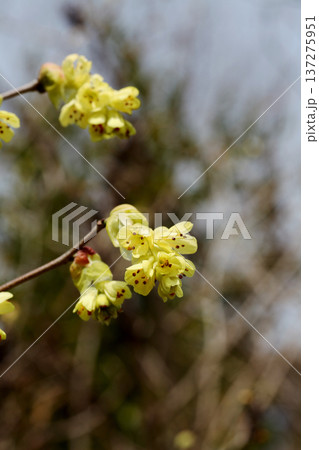 トサミズキの花 トサミズキの花 137275951