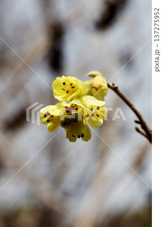 トサミズキの花 137275952