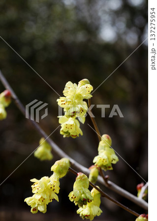 トサミズキの花 トサミズキの花 137275954
