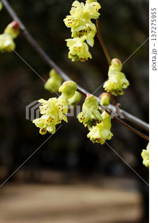 トサミズキの花 137275955