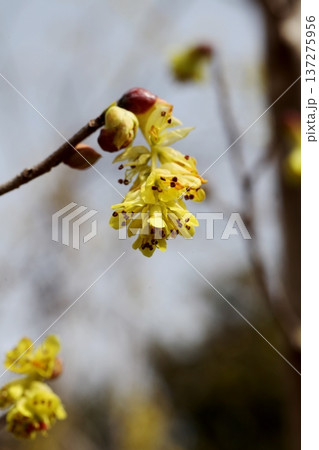 トサミズキの花 トサミズキの花 137275956