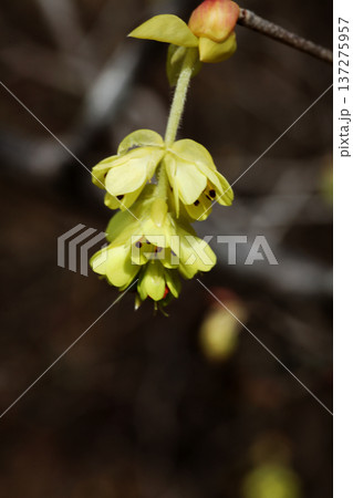 トサミズキの花 トサミズキの花 137275957