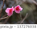 カンヒザクラの花 137276038