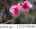 カンヒザクラの花 137276040