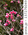 カンヒザクラの花 137276049