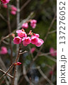 カンヒザクラの花 137276052