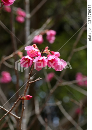カンヒザクラの花 カンヒザクラの花 137276052