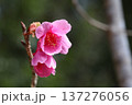 カンヒザクラの花 137276056