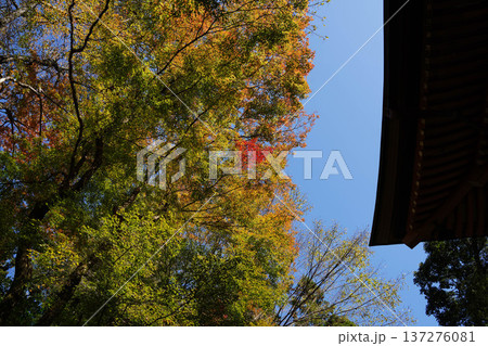 鞍馬寺境内の紅葉 137276081
