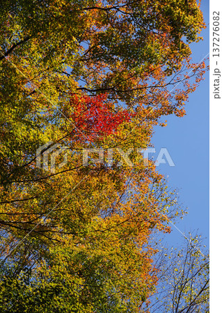鞍馬寺境内の紅葉 137276082