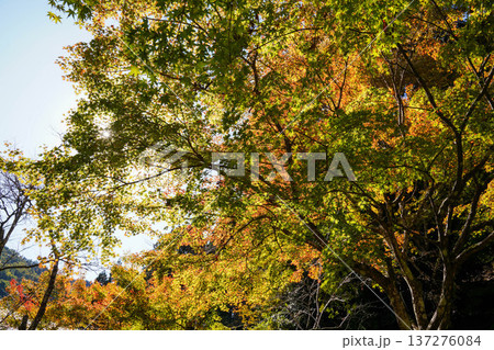 鞍馬寺境内の紅葉 鞍馬寺境内の紅葉 137276084