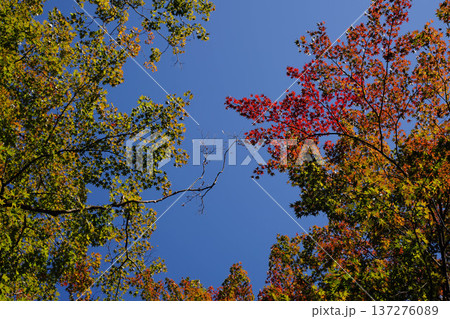 鞍馬寺境内の紅葉 鞍馬寺境内の紅葉 137276089