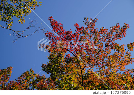 鞍馬寺境内の紅葉 137276090