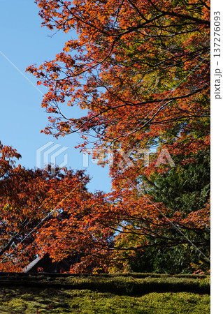 鞍馬寺境内の紅葉 137276093