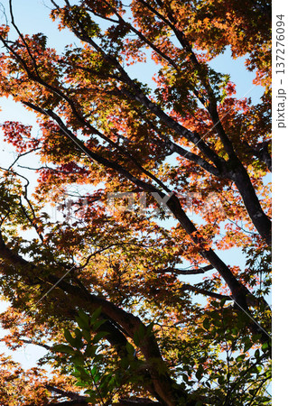 鞍馬寺境内の紅葉 鞍馬寺境内の紅葉 137276094