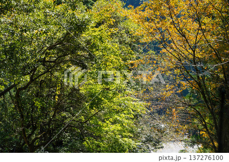 鞍馬寺境内の紅葉 鞍馬寺境内の紅葉 137276100