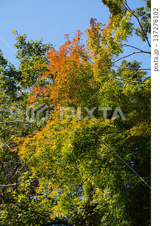 鞍馬寺境内の紅葉 鞍馬寺境内の紅葉 137276102